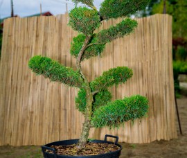Bonsai Juniperus Pfitzeriana Aurea 120-130cm C100